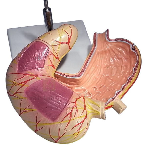 Human Stomach, on Stand